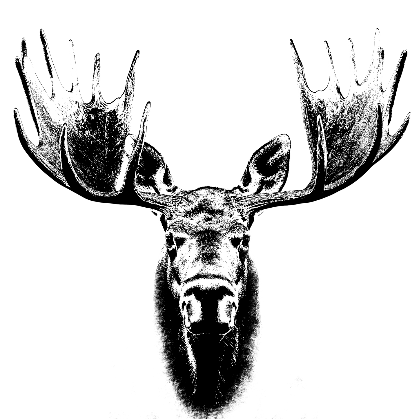 The Moose Hoodie